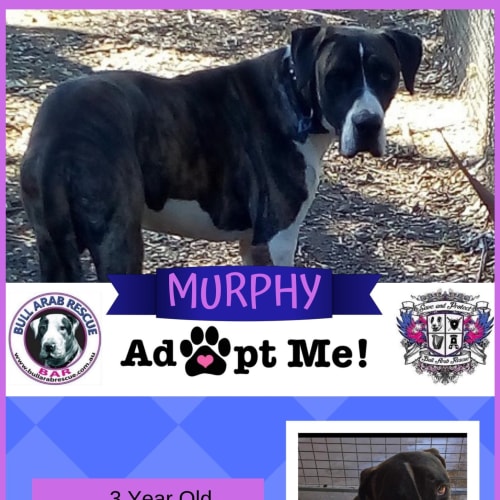 Murphy