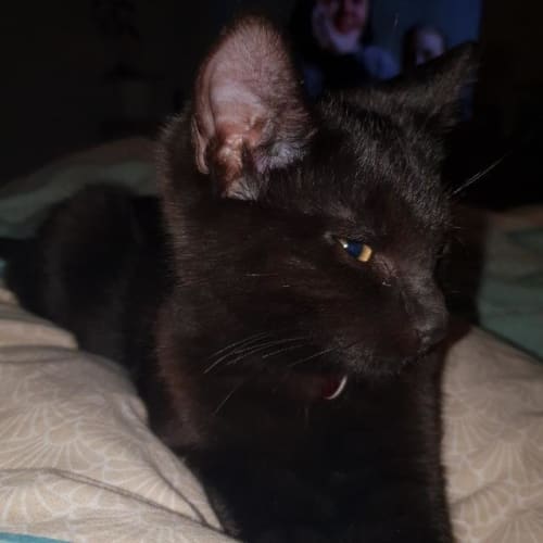 Sooty