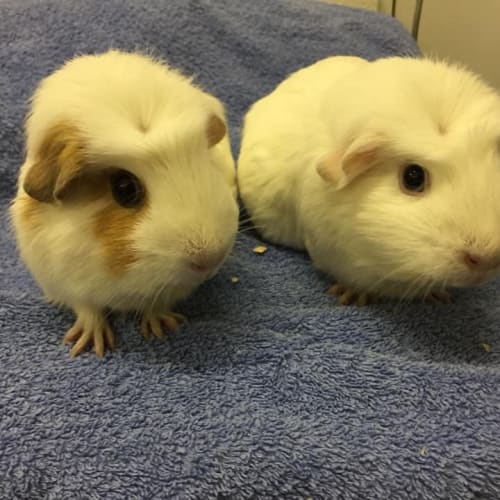 Holly and Molly