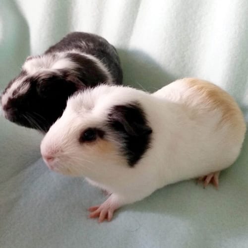 Zebedee and Billy