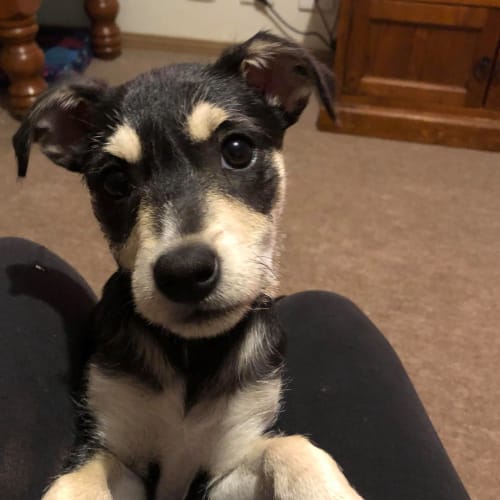 Cinnamon  ** On Trial **