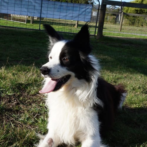 Max