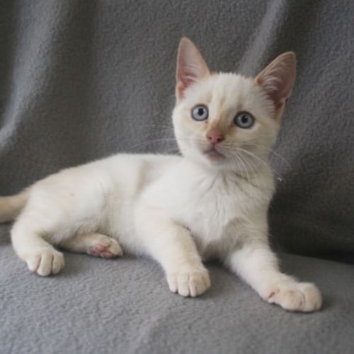 Yuki 