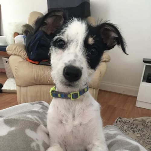 **On Trial** Saffron