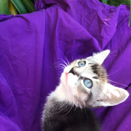 Ziggy😺