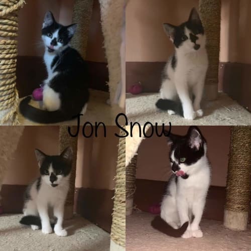 Jon Snow