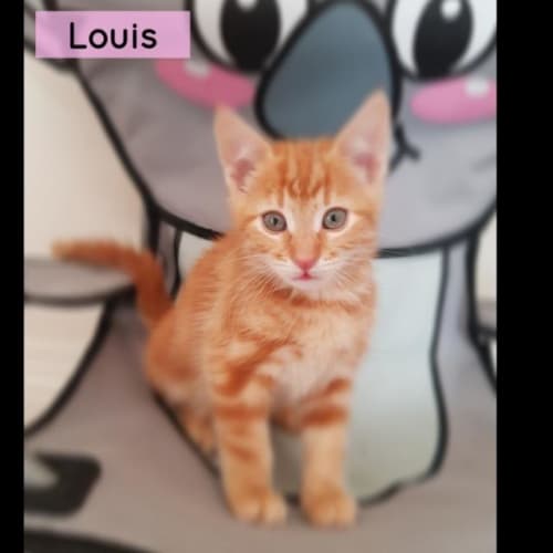 Louis