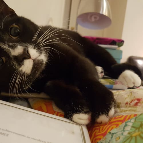 Meeka
