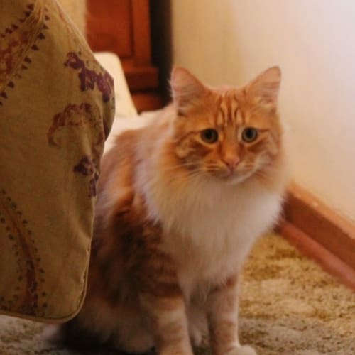 Search Rescue Cats And Kittens Petrescue