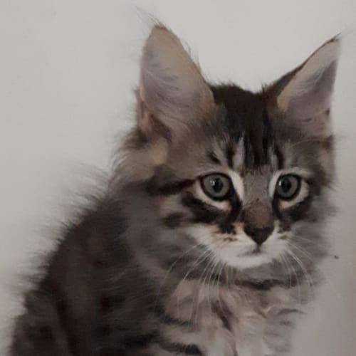 Tobias