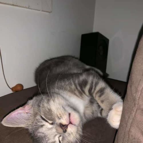 Philcat