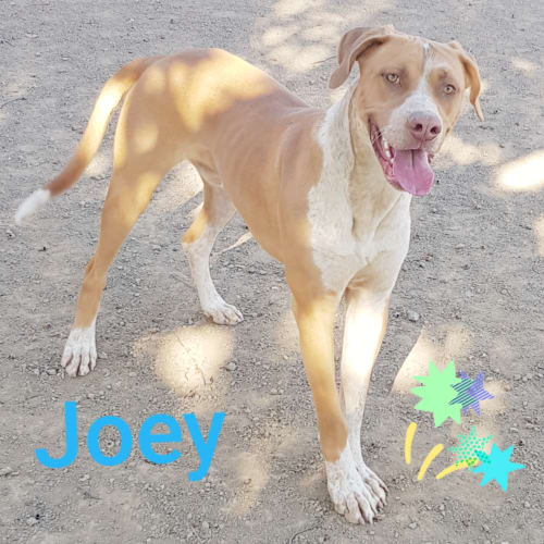 Joey (272019)