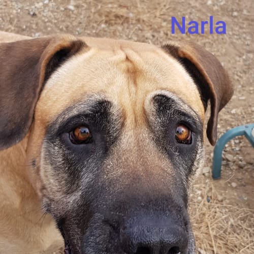 Narla (692019)