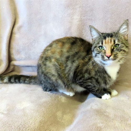 Willow