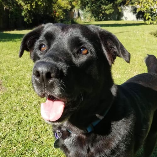 Pablo 🐾