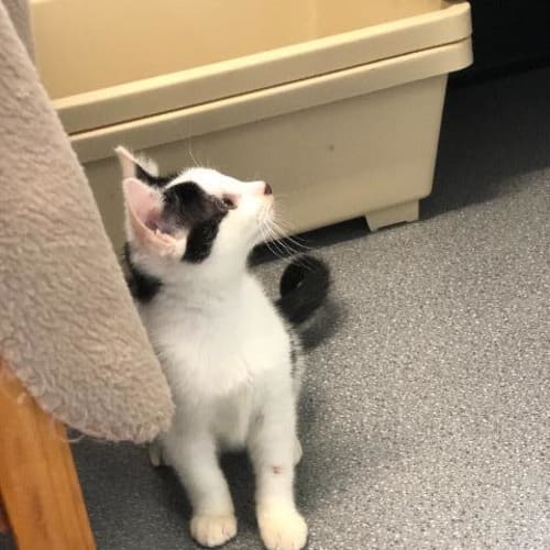 Pepper