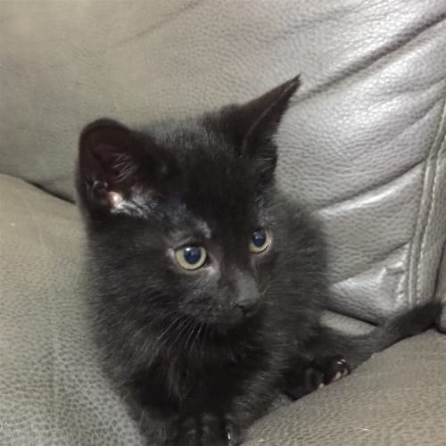 Pablo