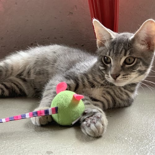 Basil