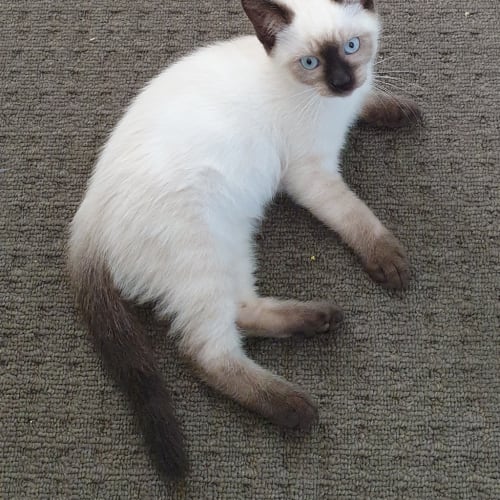 Louie