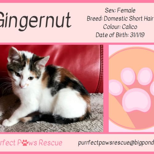 Gingernut