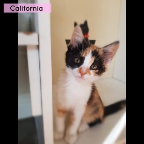 California