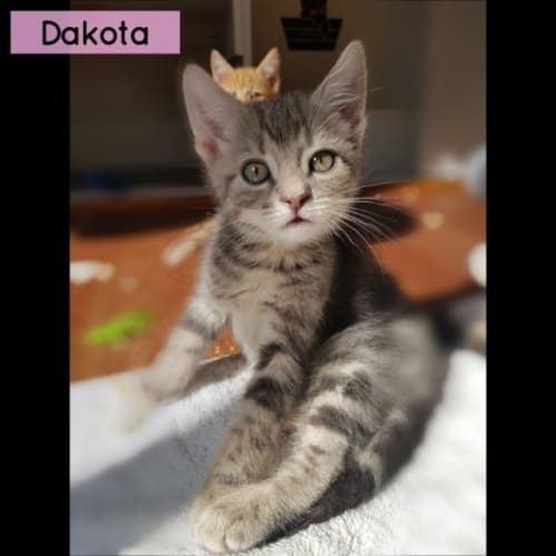 Dakota