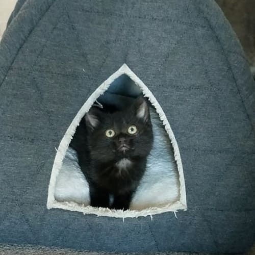 Pip
