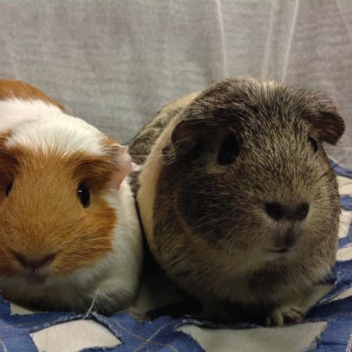 Jorje & Cheeky