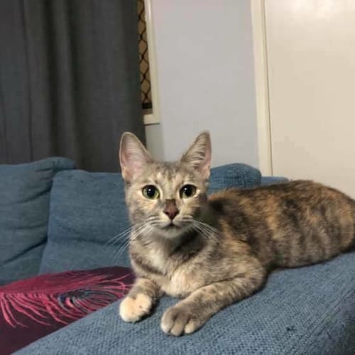 Glinda