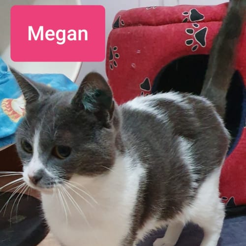 Megan