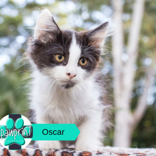 Oscar