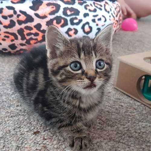 Search Rescue Cats and Kittens PetRescue