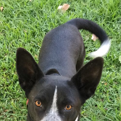 Dixie