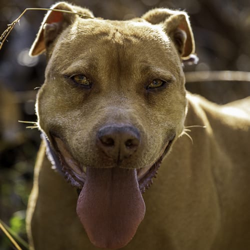 Coco ~ 8yo American Staffy X (On Trial 14/12/19)