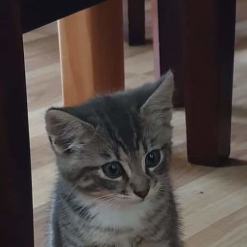 Socksy