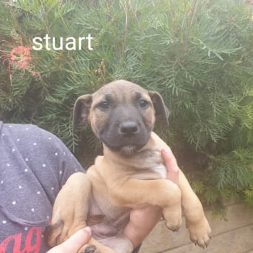 Stuart