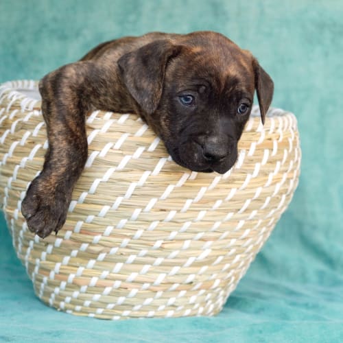 Puppy Chuck DL2127