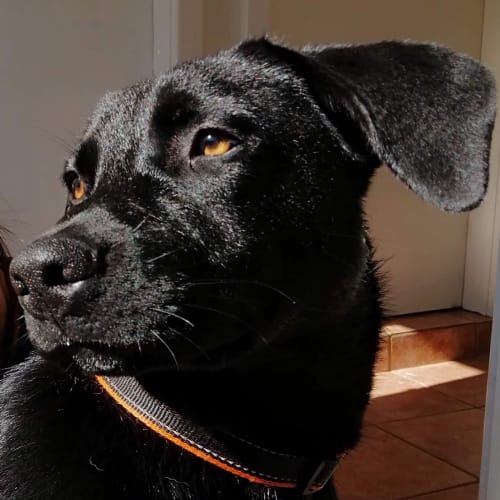 Alfie ~ Kelpie X Labrador (on trial 1/6/19)