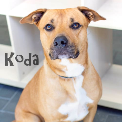 Koda