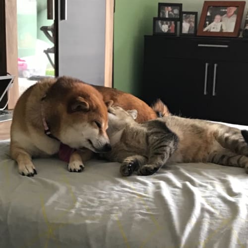 Catmando