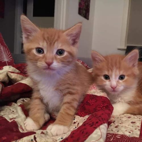 Sherlock **2nd Chance Cat Rescue**