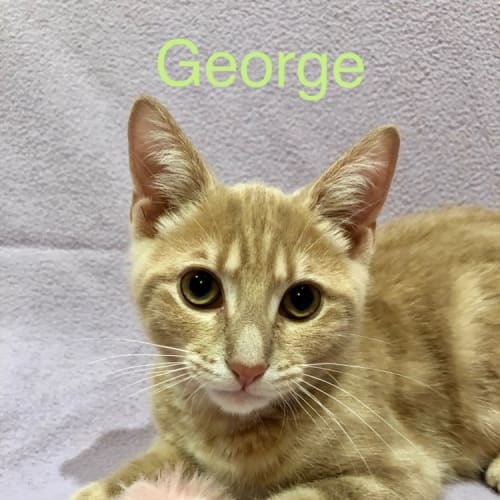 George