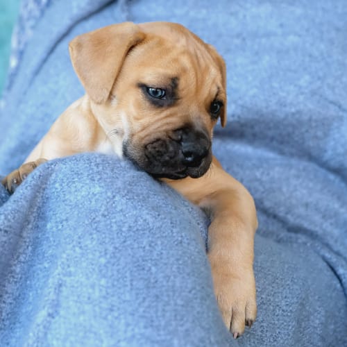 Puppy Cleo DL2130