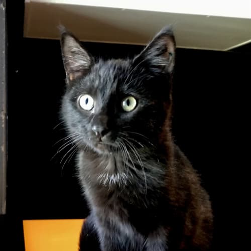Sheba