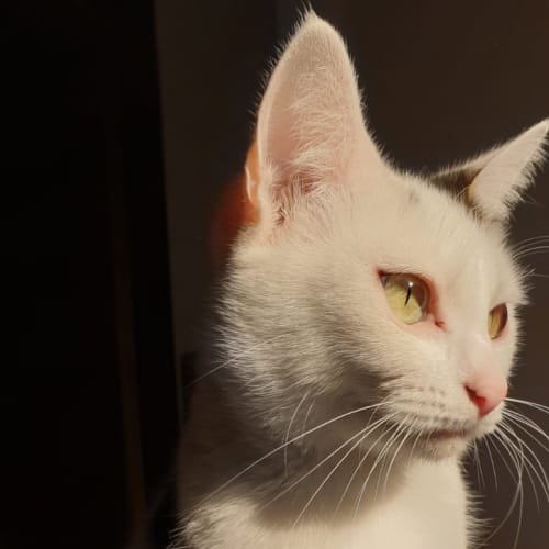 Josephine ^^Dandy Cat Rescue^^