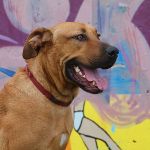 Duke ~  Ridgeback X  (on trial 30/5/19)