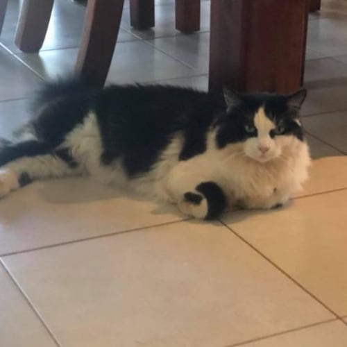 Meeko
