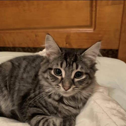 Rescue kitten - Dusky