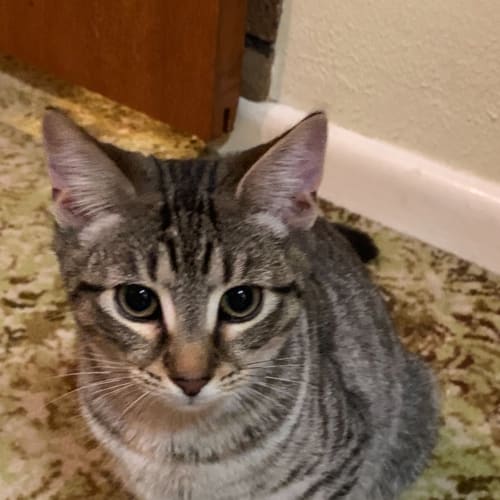 Rescue kitten - Emmi