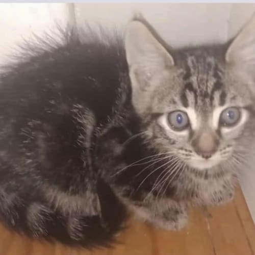 Rescue kitten - Spike